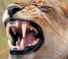 Teeth of a lion